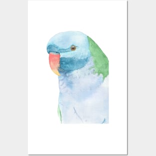 Red-breasted parakeet Posters and Art